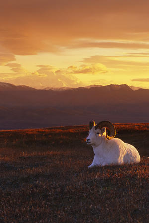 Ram Dall Sheep At Sunset In Front Of Mckinley Denali Np