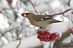 A Bohemian Waxwing Feeding On Mountain Ash Berries, Anchorage, Southcentral Alaska, Winter
