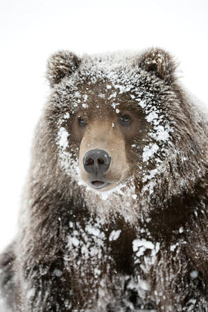 Captive: Male Brown Bear With A Frosty Face Lying On Snow, Alaska Wildlife Conservation Center, Southcentral Alaska, Winter