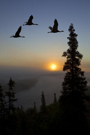 Composite: Sandhill Cranes Take Flight At Sunrise From Their Roosting Area Near Kulik Lake, Katmai National Park, Southwest Alaska