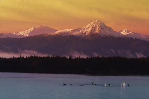 Whale Tails In Southeast Below Chilkat Mtns Digital Composite