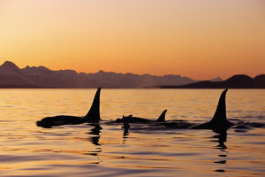 Orca Whales Surface In Lynn Canal At Sunset With Coast Range In The Background, Alaska.