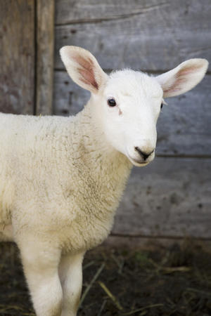 Close up of a baby lamb against the outside of a wooden barn wall;Alberta canada