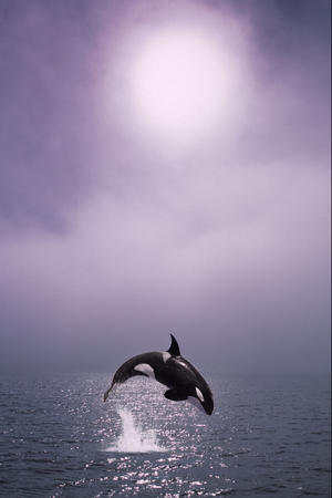 Orca Breaching In Fog Composite Alaska Southeast