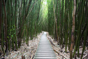 Hawaii, Maui, Kipahulu, Haleakala National Park, Trail through bamboo forest on the Pipiwai trail.
