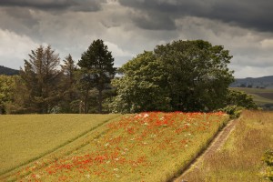 Red wildflowers growing in a strip of a field;Northumberland england