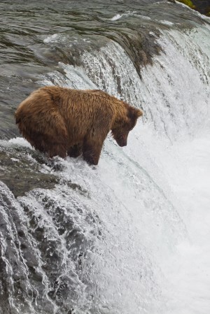 Brown Bear At Brooks Falls On Brooks River, Katmai National Park, Alaska