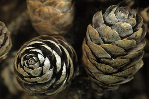 Closeup Of Weathered Black Spruce Cones Ar Ak Summer Brooks Range Marion Creek