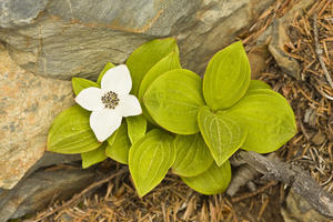 Close Up Of Dwarf Dogwood At Lowell Point Near Seward, Kenai Peninsula, Southcentral Alaska, Spring