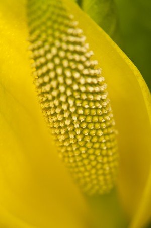 Close Up Of An American Skunk Cabbage Bloom Chugach National Forest Near Cordova, Southcentral Alaska, Spring