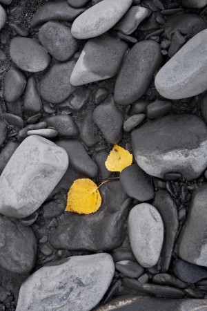 Close Up Of Fallend Fall Leaves And Silt Covered Rocks, Chugach State Park, Southcentral Alaska