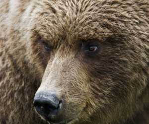 Close Up Portrait Of A Brown Bear In Hallo Bay, Katmai National Park, Southwest Alaska, Summer