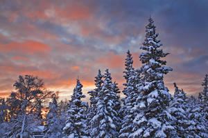View Of Snow Covered Spruce Trees In A Rural Area Of Anchorage At Sunset, Southcentral Alaska, Winter
