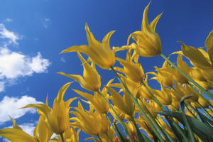 Yellow Tulips Against Blue Sky Skagit Valley Washington Summer Portrait