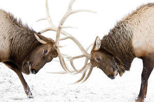 Captive: A Pair Of Large Rocky Mountain Elk Lock Antlers And Fight, Alaska Wildlife Conservation Center, Southcentral Alaska, Winter