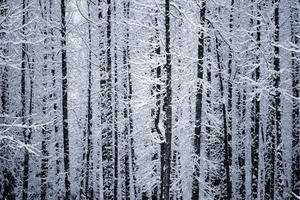 Snowcovered Cottonwood Trees Girdwood Southcentral Alaska Winter