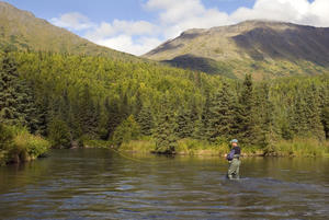 Fly Fisherman Casting For Dolly Varden Quartz Creek Kenai Peninsula Alaska Fall