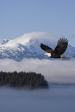 Bald Eagle In Flight Over The Inside Passage With Tongass National Forest In The Background, Alaska, Composite