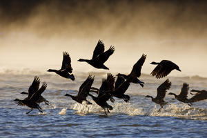 Canada Geese Take Flight On A Misty Winter Morning In Sub Zero Temps, Lynn Canal, Inside Passage, Southeast Alaska, Winter