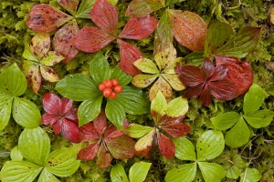 Dwarf Dogwood Growing From A Bed Of Dense Mosses, Transitions From The Greens Of Summer To The Reds Of Fall, Tongass National Forest, Alaska.