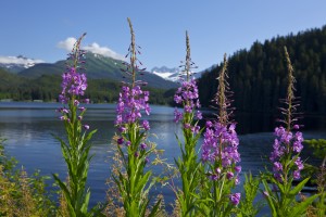 Scenic View Of Auke Lake And Fireweed With Mendenhall Glacier And Coast Range Mountains, Southeast Alaska, Summer