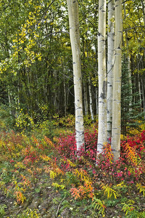 Colorful View Of Aspen Tree Trunks And Fall Foliage On The Kenai Pennensula In Southcentral, Alaska