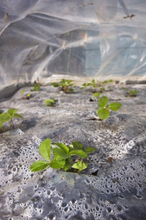 Close Up Of A Freshly Planted Raised Strawberry Bed, Anchorage, Southcentral Alaska, Spring
