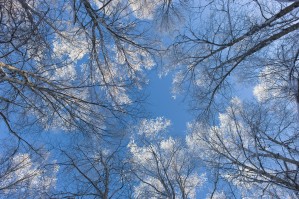 Looking Up Through Hoarfrost Covered Birch Trees In Russian Jack Park, Anchorage, Alaska