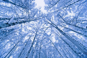 Tree Top Abstract Of A Snow Covered Birch Forest, Winter, Anchorage, Alaska