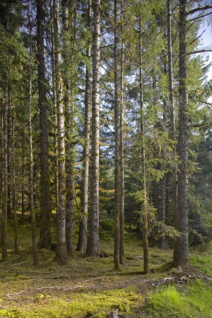 Spruce Tree Forest In Autumn, Kodiak Island, Southwest Alaska