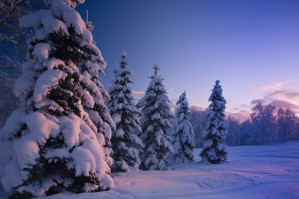 Snow Covered Spruce Trees At Sunset With Pink Alpenglow During Winter, Russian Jack Park, Anchorage, Southcentral Alaska, Usa.