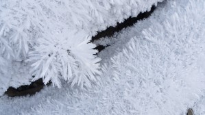 Close Up Of Hoar Frost Along The North Fork Of The Nooksak River During Winter, Mount Baker National Forest, Washington, Usa