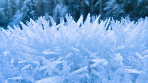 Close Up Of Hoar Frost Along The North Fork Of The Nooksak River During Winter, Mount Baker National Forest, Washington, Usa