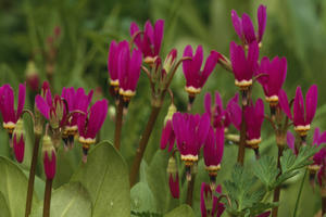 Shooting Star Wildflowers On Prince Of Wales Is Se Ak Summer Tongass Nf