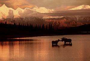 Moose Kissing In Wonder Lake Denali Np Digital Composite