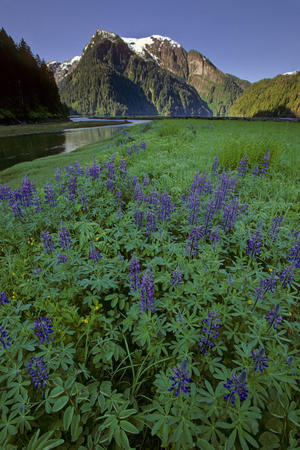 Field Of Lupine & Rudyerd River Misty Fjords Monument