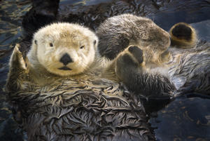 Captive Two Sea Otters Holding Paws At Vancouver Aquarium In Vancouver, British Columbia Canada Captive