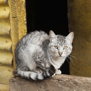 A cat sits on a wooden beam;Guatemala city guatemala
