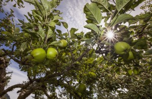 Organic apples ripen under a summer sun in the cowichan valley;Vancouver island british columbia canada