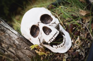 Decorative skull at halloween;Millet alberta canada