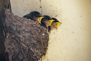 Three baby birds in a nest calling to their mother;Perthshire scotland