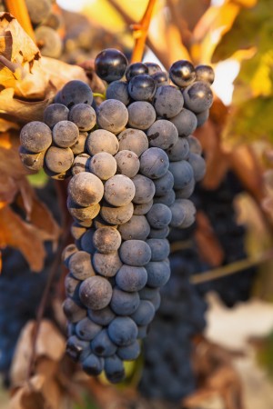 A cluster of grapes on a vine;San vicente de la sonsierra la rioja spain