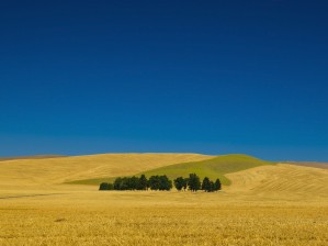 Cemetery with trees in a wheat field;Washington united states of america