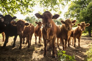 A herd of cows staring at the camera;Northumberland england