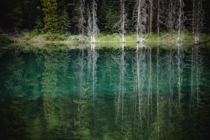 Trees reflected in the blue-green water of a small spring fed pond, jasper national park;Alberta, canada