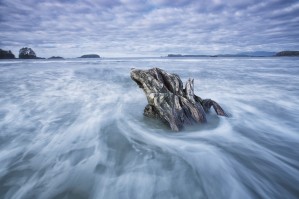 The tide coming in and flowing around a sunken piece of driftwood, chesterman beach;Tofino, vancouver island, british columbia, canada