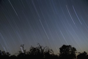 Star Trails In Night Sky (Looking West) Viewed From Mauna Kea With Silhouetted Trees; Island Of Hawaii, Hawaii, United States Of America