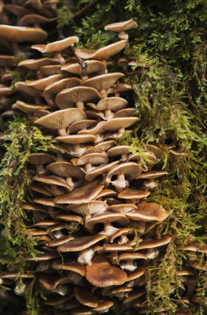 Mushrooms and moss grow in the forest; Ilwco, Washington, United States of America