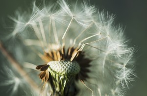 Dandelion seed head; Astoria, Oregon, United States of America