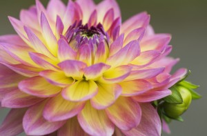 Close up of a pink and yellow dahlia; Astoria, Oregon, United States of America